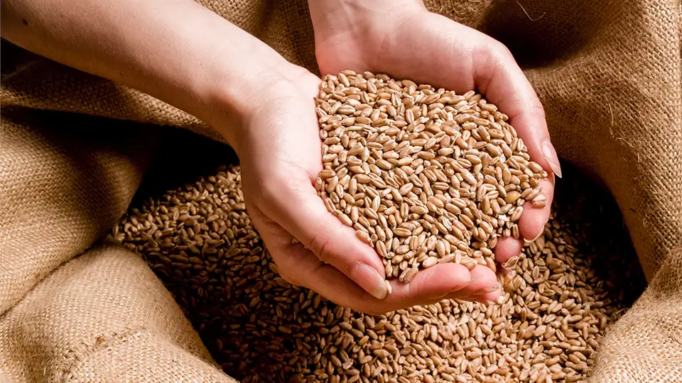 casa-baeckerei-zinnowitz_07